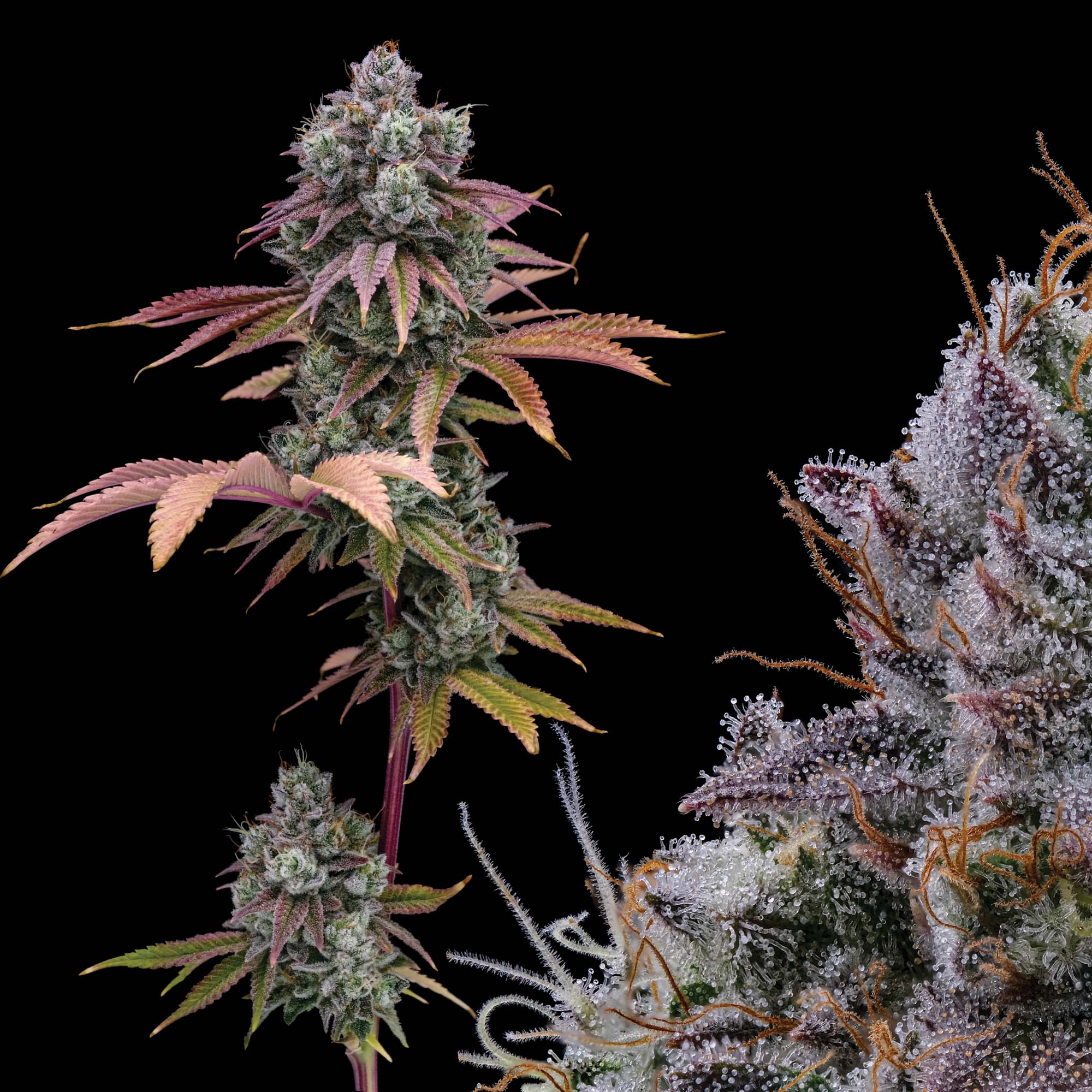 medical, marijuana, weed, flower, cannabis